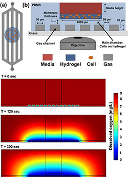 Photo of media, hydrogel, cell, gas diagram
