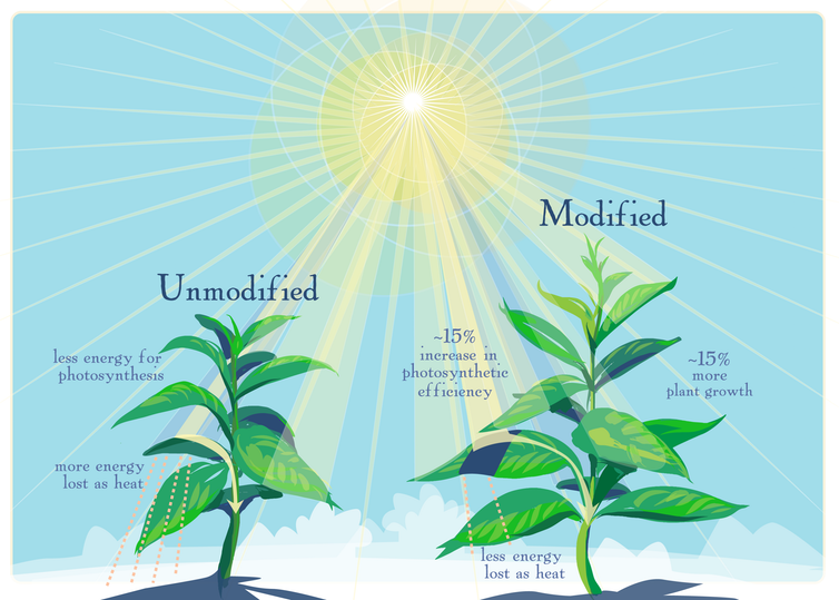 graphic of modified and unmodified tobacco plants