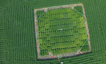 An aerial image of a FACE ring at the University of Illinois SoyFACE facility. 