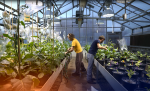 greenhouse workers