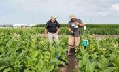 Don Ort and Paul South in tobacco field