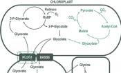 Alternative pathway to photorespiration protects growth and productivity at elevated temperatures in a model crop