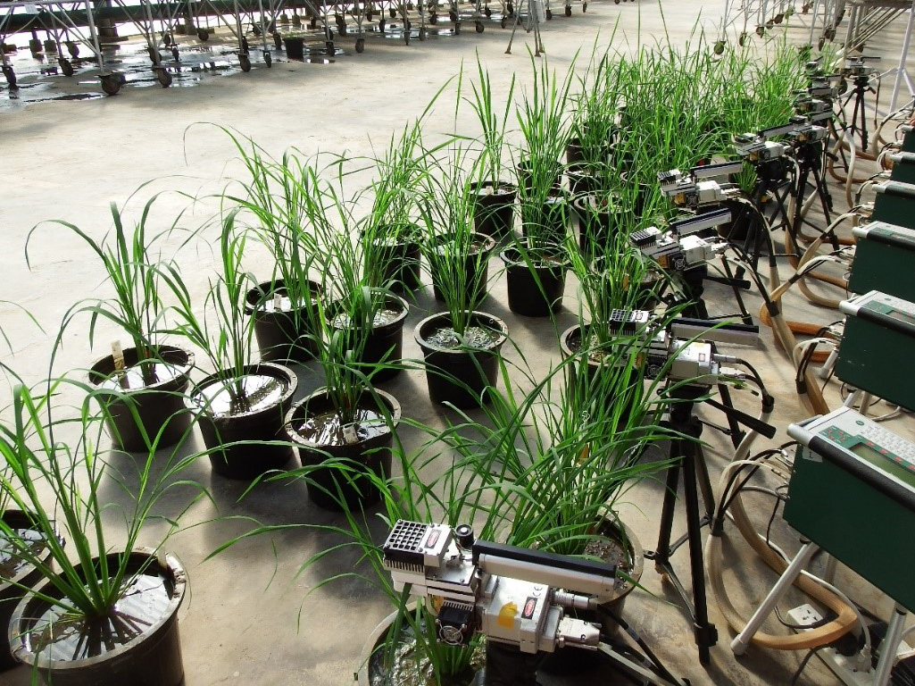 Liana measures the photosynthetic efficiency of a rice plant.