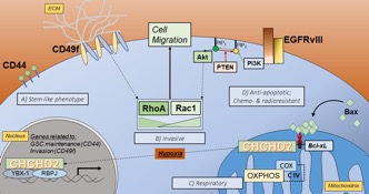 Mitochondria-to-nucleus retrograde signaling by redox-sensitive CHCHD2 in glioblastoma