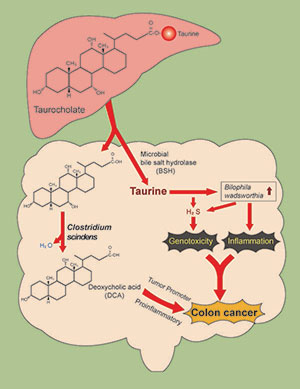 Diagram of Taurocholic acid metabolism