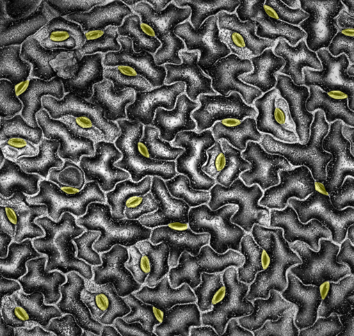 Leaf Surface with Stomata