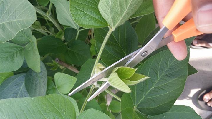 cutting soy leaves with scissors