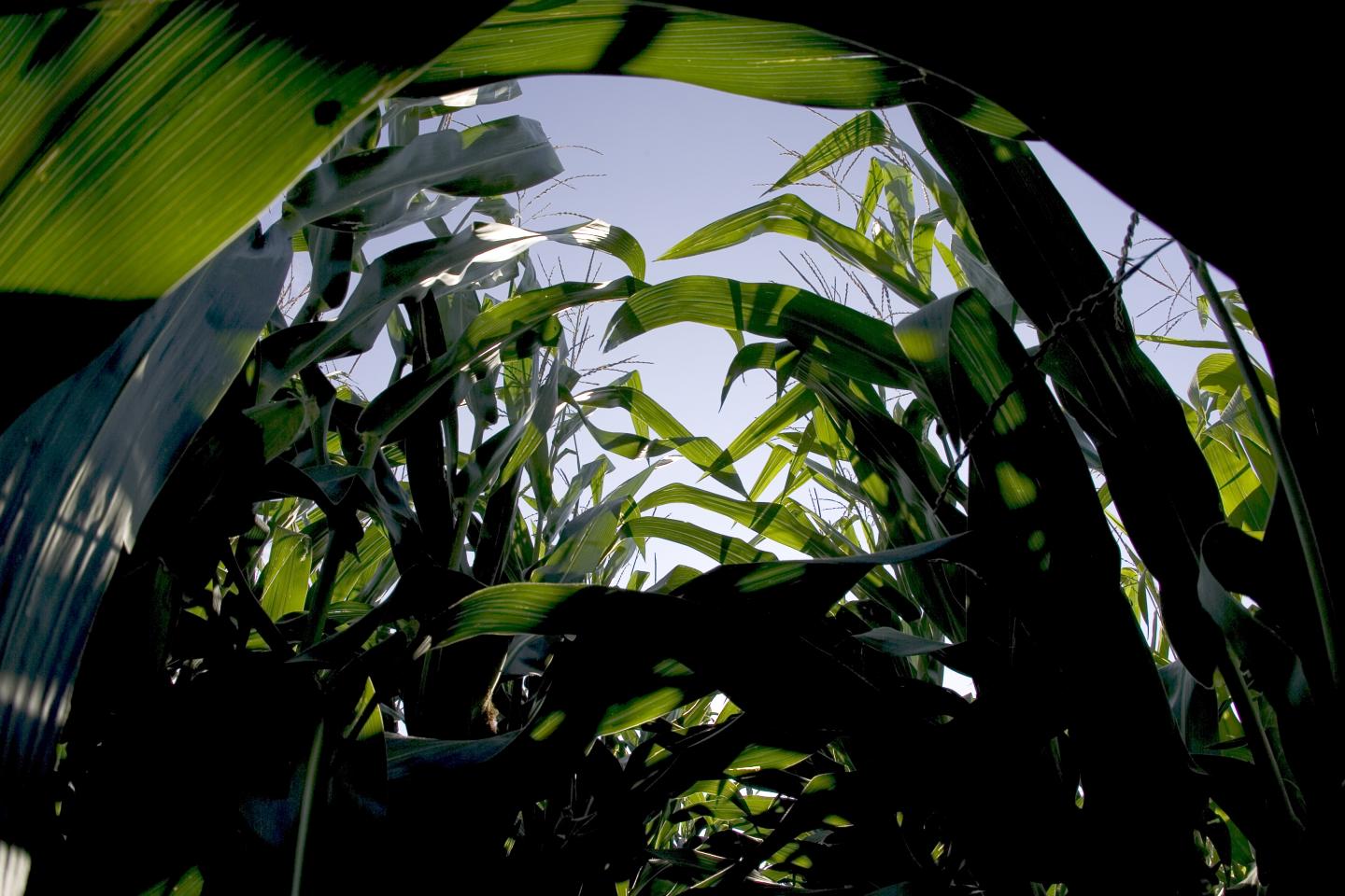 corn canopy