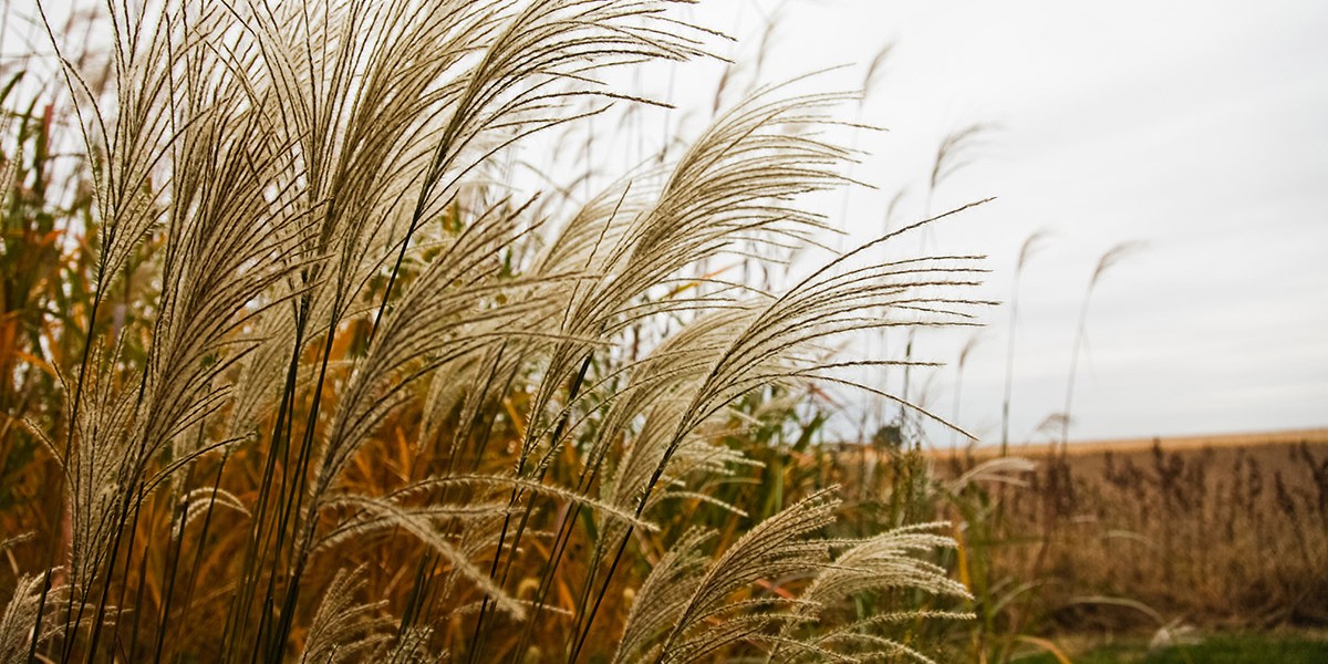 Miscanthus from RIPE