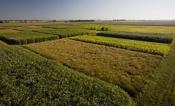 bioenergy crops