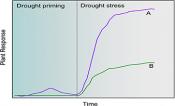 Conceptual illustration of positive response in plants to drought priming and stress.