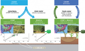 Experiment design comparing the control, one-way, and two-way simulations using the climate (CWRF) and crop (BioCro) stand-alone and coupled models. 