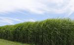 Miscanthus field