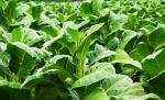 tobacco plants