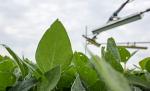 soybean experiment