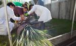 extracting the oil from sugarcane