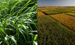 Miscanthus field