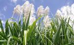 sugarcane plants