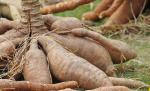 cassava root