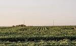 soybean field