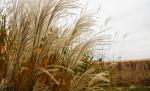 Miscanthus 