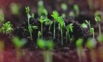 Young plants in dark soil