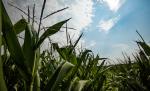 The top of corn plants against a blue and white sky