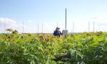 Steve Long in a field of cassava