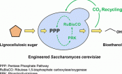 Engineered Saccharomyces cerevisiae