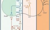 Reported engineering strategies for the introduction of bypasses into the photorespiratory pathway