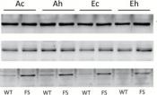 Western blot analysis of leaf protein extracts from wild-type and bifunctional FBP/SBPase-expressing plants