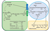 photorespiration in plants