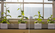Modified versus unmodified tobacco plants