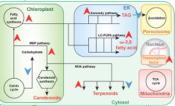 Microalgal metabolic engineering strategies for the production of fuels and chemicals
