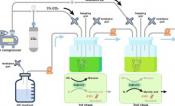 Photoautotrophic organic acid production: Glycolic acid production by microalgal cultivation