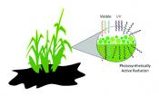 A phytophotonic approach to enhanced photosynthesis