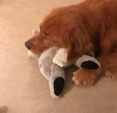 Picture of Tom, a dog, snuggling with his stuffed toy. 