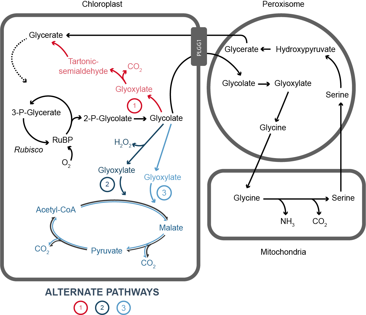 Figure that illustrates modified and native pathways for photorespiration.