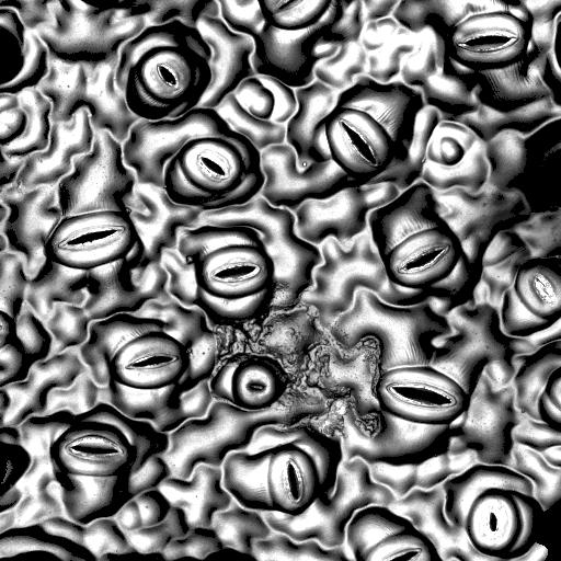 Microscopic image of stomata. 
