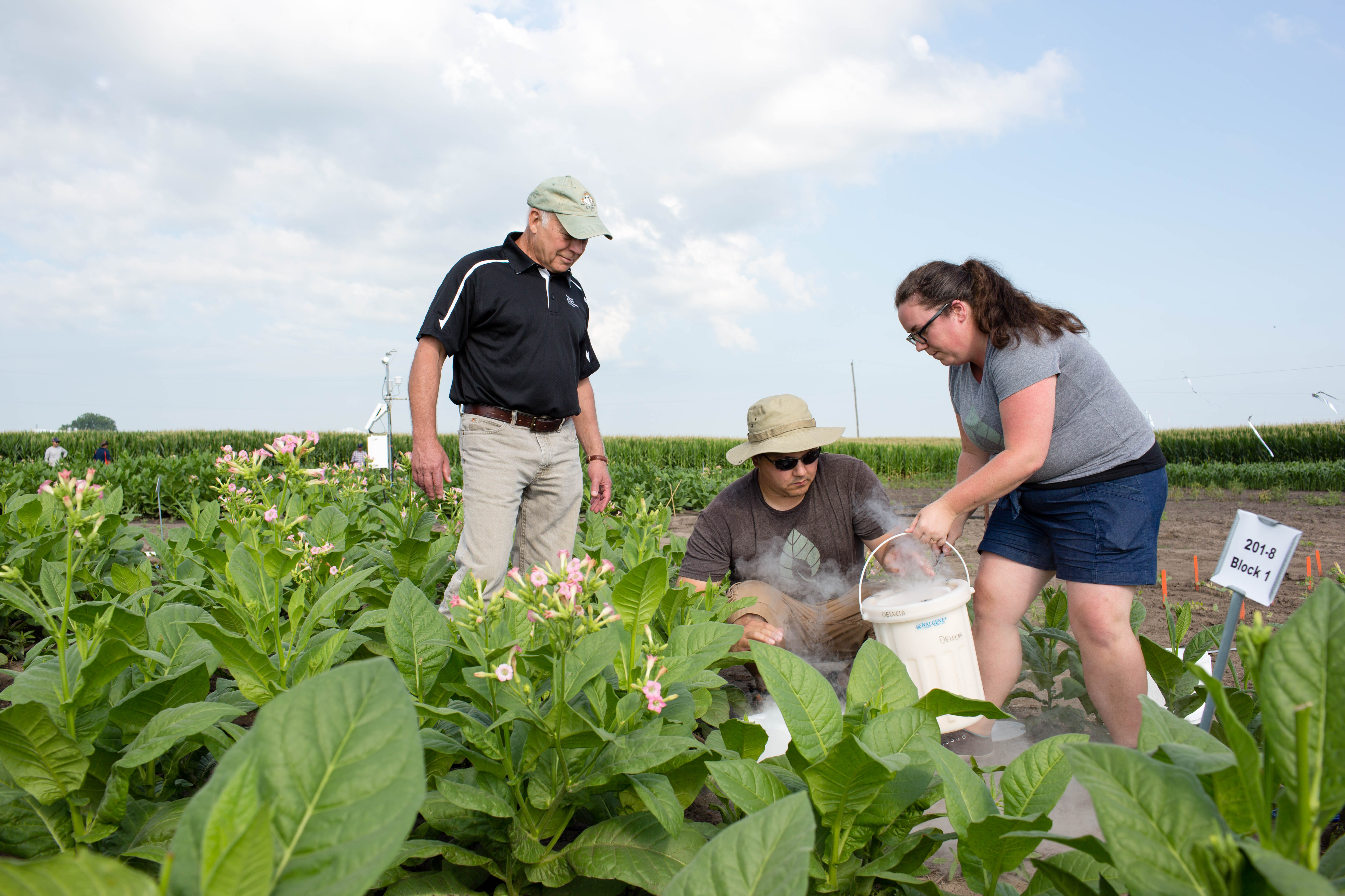 Researchers collect plant samples in a field trial.