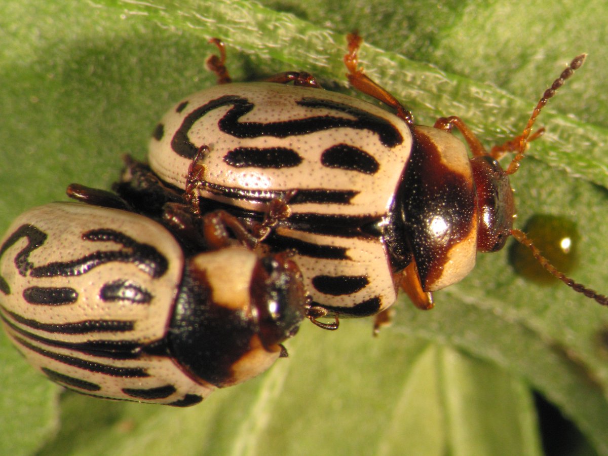 Zygo beetle